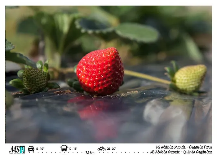 Ms Apartamentos, דירה שטובל